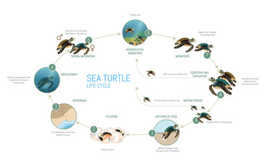 A diagram of the life cycle of a sea turtle. The diagram is circular and shows the different stages of the turtle's life, from hatching to adulthood. The image is informative and educational