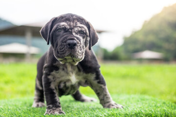 selective focus cute little black and white puppies with gray spots Bandogs puppies Neapolitan...