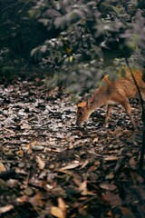 Vertical shot of a deer in an autumn forest.
