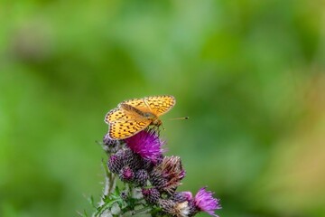 Small pearl-bordered fritillary butterfly on thistles in a field with a blurry background