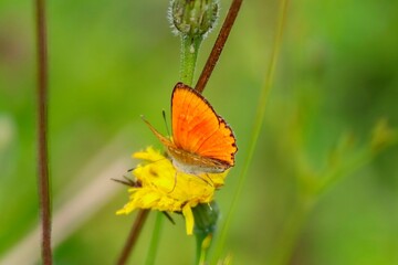 Closeup of a scarce copper butterfly on a yellow wildflower in a field with a blurry background