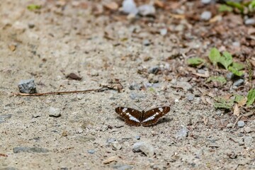 Closeup of a honshu white admiral butterfly on the ground with a blurry background