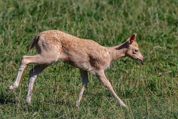 Closeup of a baby tule elk in a field covered in greenery on a sunny day