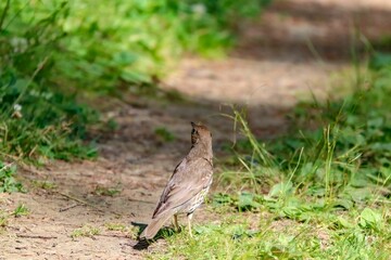 Closeup of a song thrush bird on the ground in a forest under the sunlight