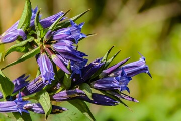 Closeup of a willow gentian flower in a field under the sunlight with a blurry background