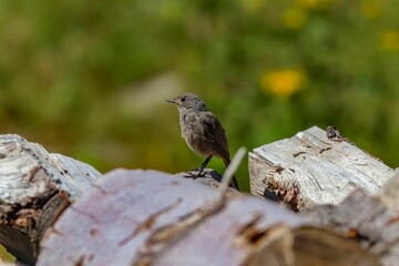 Closeup of a black redstart bird perched on wood in a field under the sunlight