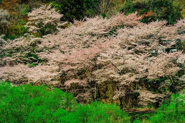 渓石園の桜