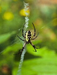 Big Yellow garden spider (Argiope aurantia) on the web in closeup