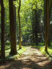 Narrow path in a forested area under the bright sunlight