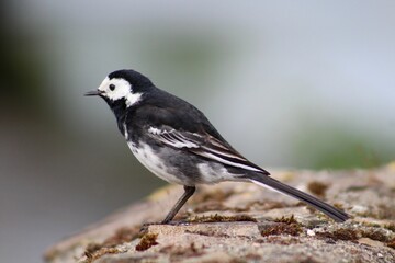 Close-up shot of a wagtail with a blurred background