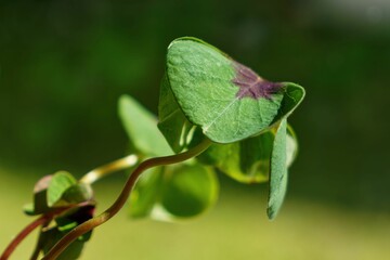 Young plant growing into light