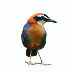 Beautiful colored bird with white background. with Generative AI technology	
