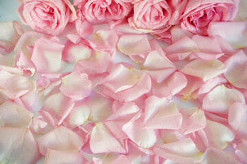 Pink roses bunch with many petals, amazing roses, birthday, wedding, Valentine's Day, Mother's Day background, concept