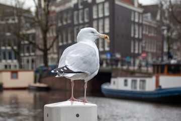 Seagull sitting on a pole in the canals in Amsterdam, Netherlands