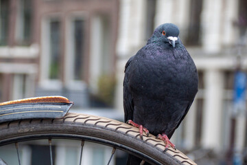 Pigeon sitting on the front wheel of a bicycle in Amsterdam with old houses in the background