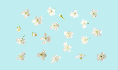  white cherry flowers of different shapes on a blue background. flat top view. floral chaotic background