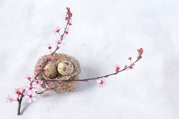  bird's nest with eggs  and a blossoming sakura branch on a light background. spring background. Easter background. - 780420021