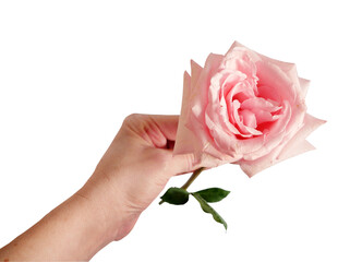 Hand holding beautiful pink roses isolated on white background