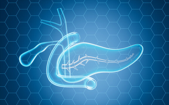 Human pancreas, gall bladder organ model, 3d rendering.