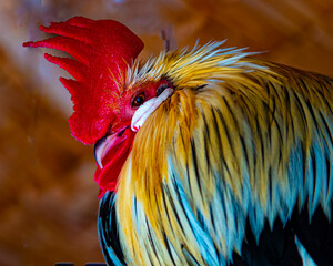 Bantam chickens are beautiful for raising chickens. in the house for beauty It has a small size and...