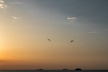 Scene shot of birds soaring over a sea and ships during a golden sunset