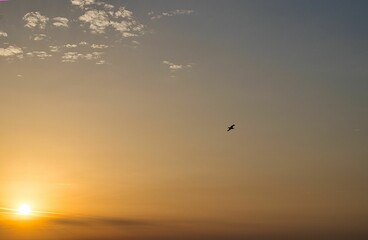 Distant shot of a bird soaring in the air during a golden sunset illuminating the sky