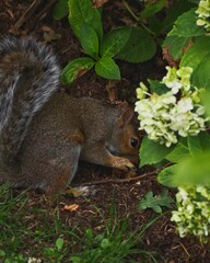 Vertical closeup shot of the cute furry squirrel while eating under the plants in a national park