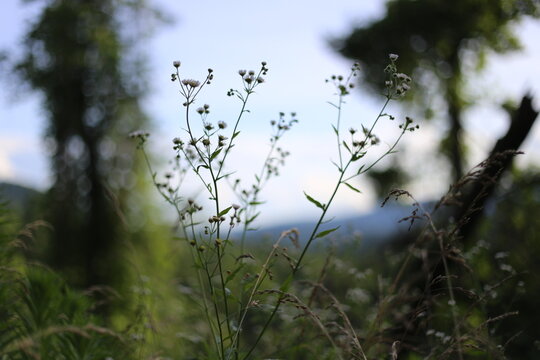 Cyanthillium is a genus of tropical plants in ironweed tribe within the sunflower family