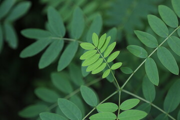 Closeup shot of growing shrub branches with green leaves