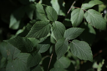 Closeup shot of growing shrub branches with green leaves