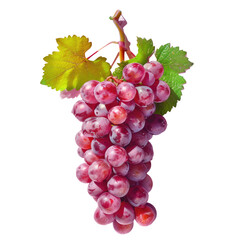 Fototapeta premium Grapes bunch hanging from vine with leaves