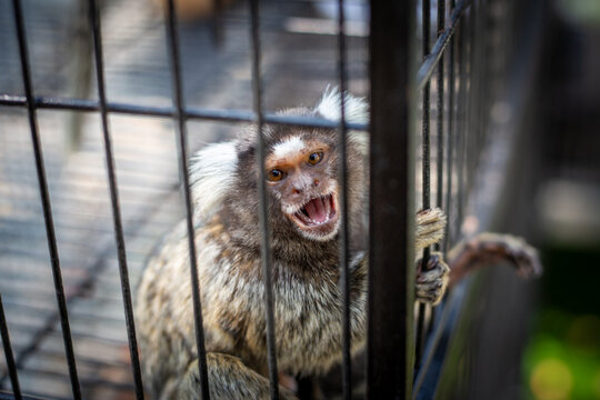 selective focus Common Marmoset - white ear small monkey in a cage Adorable, cute, adorable A sad, funny-eyed monkey who wants to live a free life.