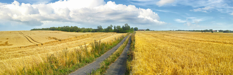 Field, countryside and outdoor with environment, path and nature with dirt road, growth and...
