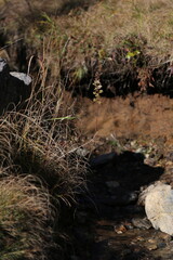 Vertical shot of a beautiful lake flowing in the forest