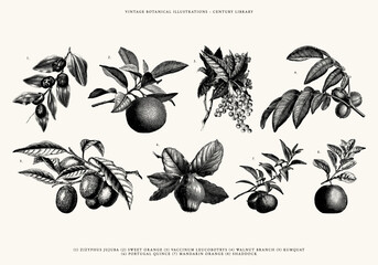 Isolated Vector Fruit and Veg Illustrations - Kumquat, Mandarin Orange, Quince, Shaddock, Walnut, and more
