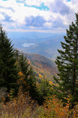 Vertical shot of a beautiful forest near the mountains
