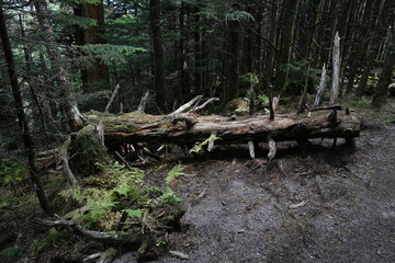 Old fallen tree log in a dense forest