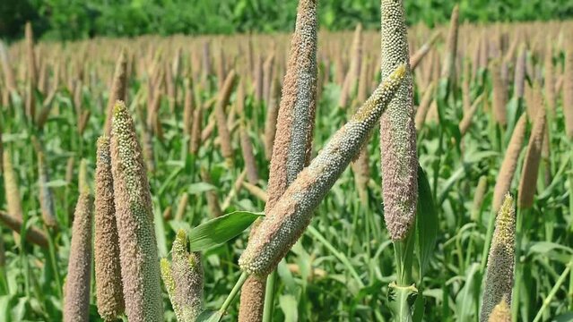 Millet field in India, millet plants and seed in farm, Bajra (pearl millet) in the field