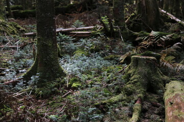 Beautiful landscape of green forest with mossy trees