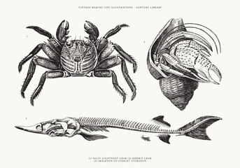 Isolated Vector Illustration of a Hermit Crab, Lightfoot Crab and the Skeleton of a Sterlet Sturgeon