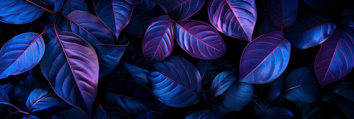Close up of dark purple and blue neon leaves on black background with neon light,neon tropical leaves rainforest 