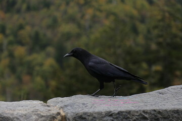 Closeup of a crow on a stone wall against a dense forest