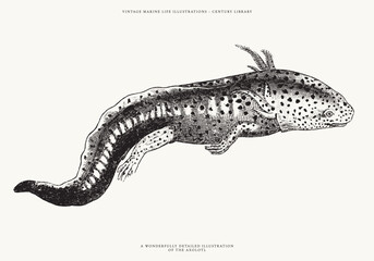 Vintage Line Art Vector Illustration of an Axolotl