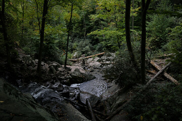 Beautiful landscape of a stream of water in a dense forest
