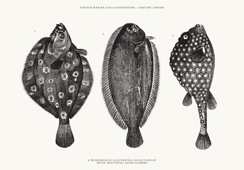Hand Drawn Illustrations of a Flounder Fish, Sole Fish, and Ostracion Triqueter Fish