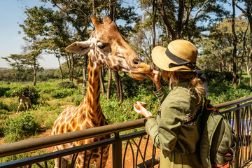 Close up head shot of a kordofan giraffe giraffa camelopardalis antiquorum being hand fed by a tourist in a zoo - obrazy, fototapety, plakaty