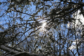 Selective of branches in snow melting under the sunlight