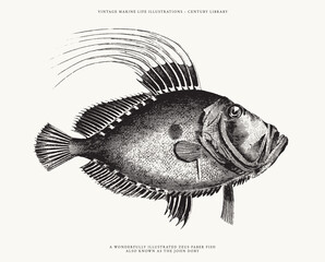 Isolated Vector Illustration of a John Dory Fish