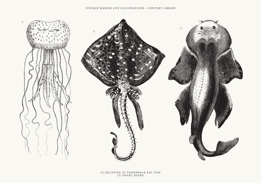 Jellyfish, Angel Shark, and Thornback Ray Fish on a White Background - Vector Engraved Illustration