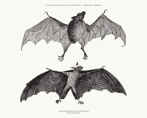 Set of 2 Antique Engraved Vector Bat Illustrations